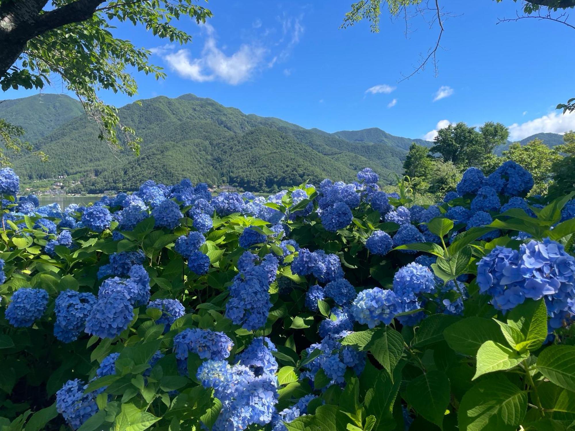 Togawaso Hotel Fujikawaguchiko Bagian luar foto